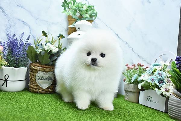 2025/1/27出生的博美幼犬已售