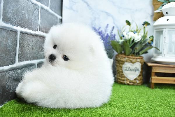 2025/1/27出生的博美幼犬已售