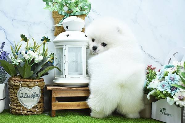2025/1/27出生的博美幼犬已售