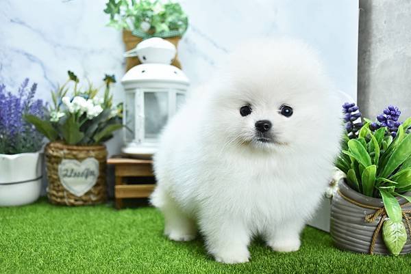 2025/1/27出生的博美幼犬已售