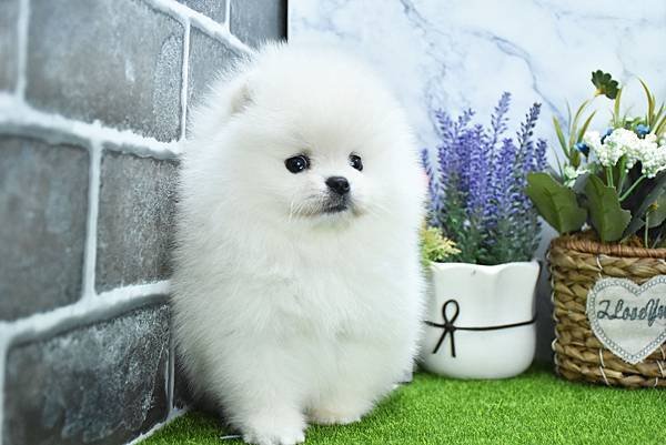2025/1/27出生的博美幼犬已售