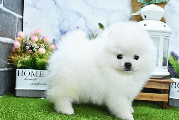 2025/1/27出生的博美幼犬已售