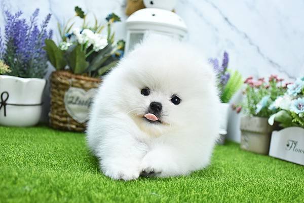 2025/1/27出生的博美幼犬已售