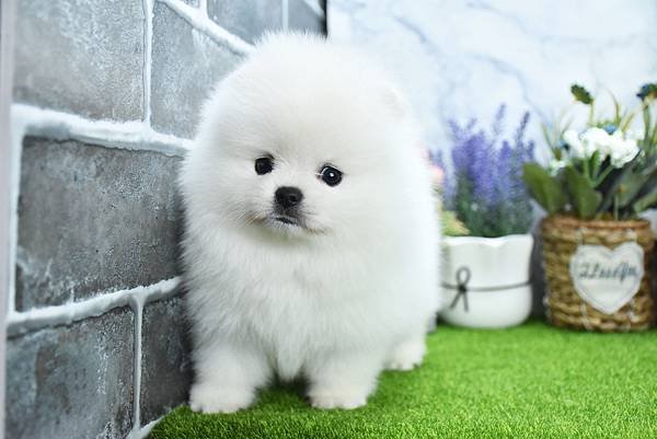 2025/1/27出生的博美幼犬已售