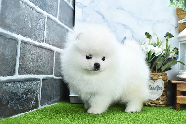 2025/1/27出生的博美幼犬已售
