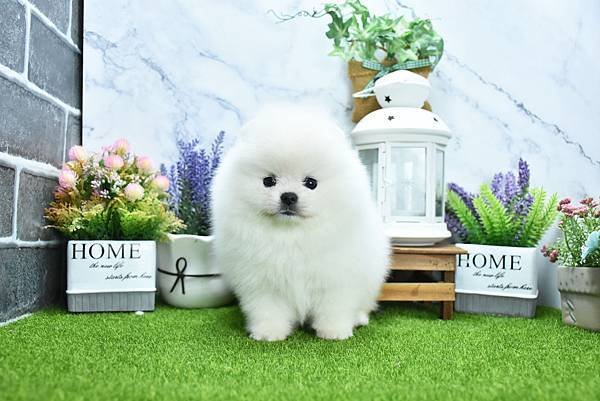2025/1/27出生的博美幼犬已售