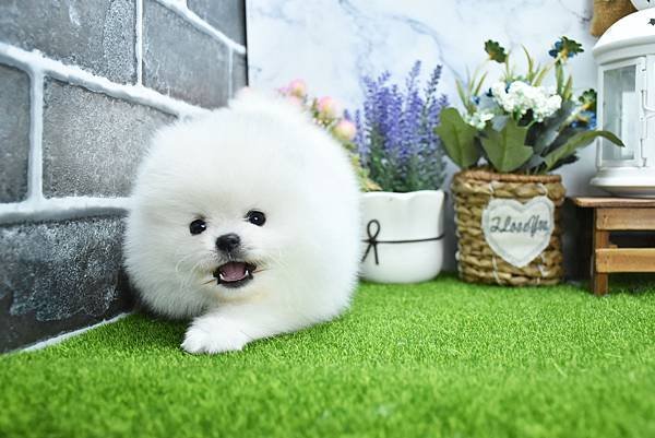 2025/1/27出生的博美幼犬已售