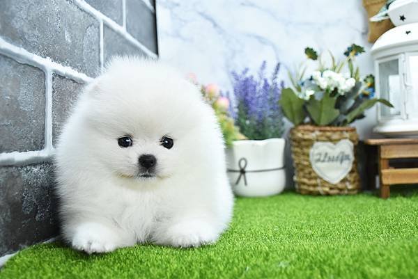 2025/1/27出生的博美幼犬已售