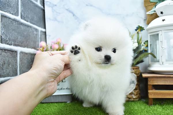 2025/1/27出生的博美幼犬已售