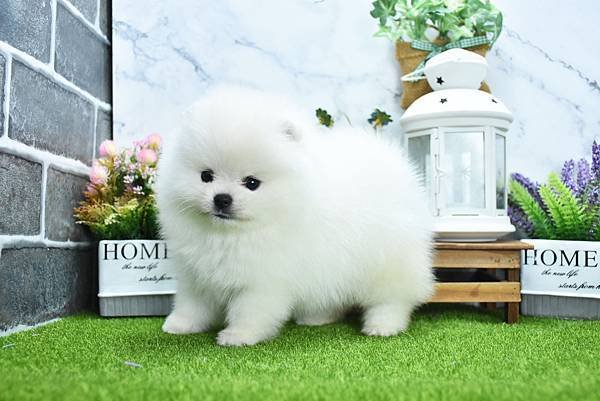 2025/1/27出生的博美幼犬已售