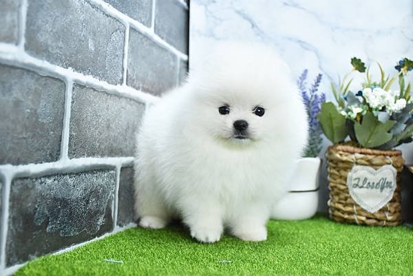 2025/1/27出生的博美幼犬已售