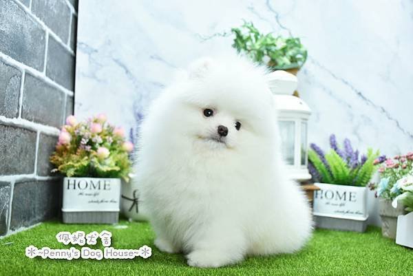 2025/1/27出生的博美幼犬已售