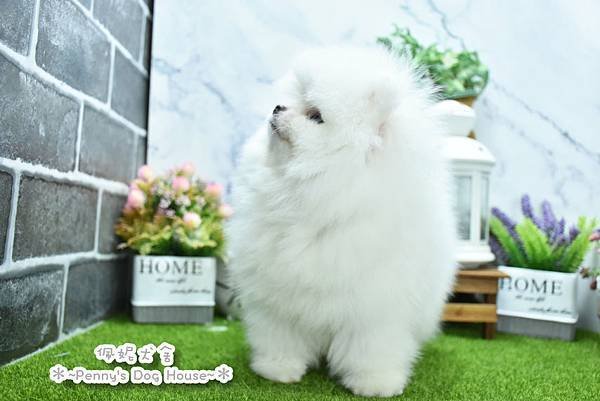 2025/1/27出生的博美幼犬已售