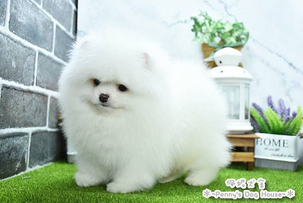 2025/1/27出生的博美幼犬已售