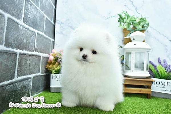 2025/1/27出生的博美幼犬已售