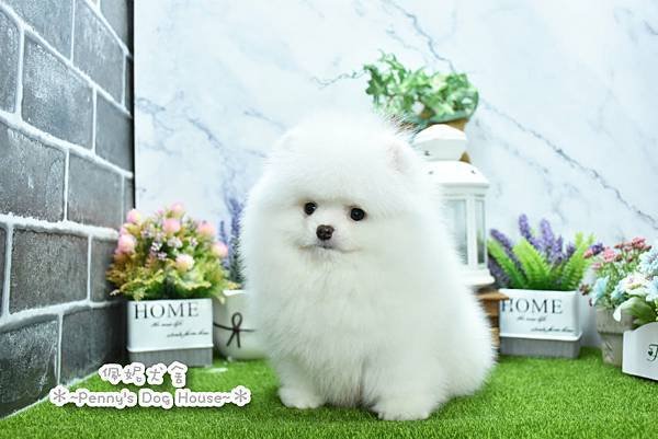 2025/1/27出生的博美幼犬已售