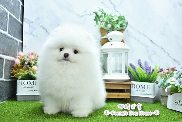 2025/1/27出生的博美幼犬已售