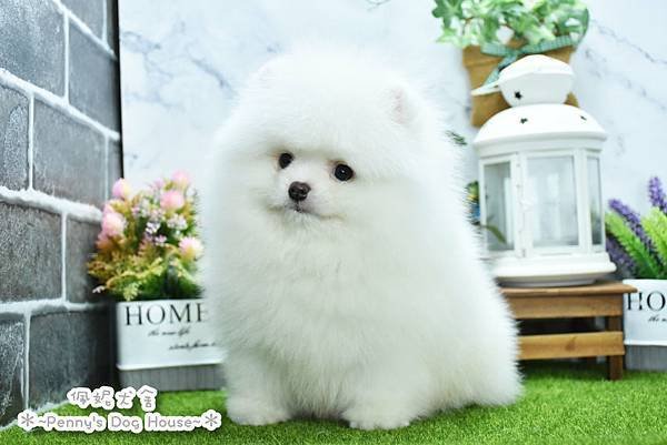 2025/1/27出生的博美幼犬已售
