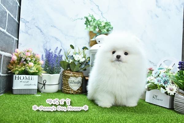 2025/1/27出生的博美幼犬已售