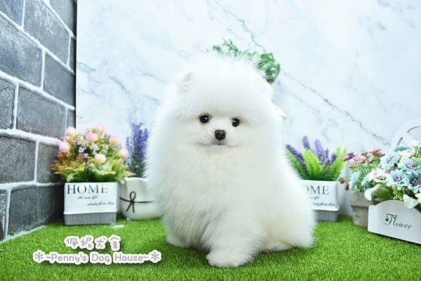 2025/1/27出生的博美幼犬已售