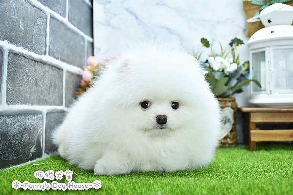 2025/1/27出生的博美幼犬已售