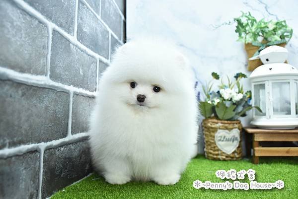 2025/1/27出生的博美幼犬已售