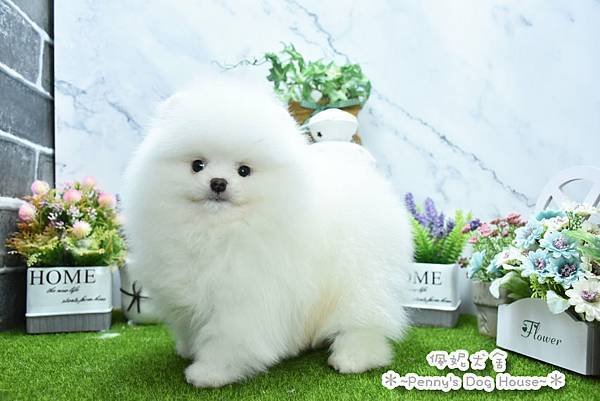 2025/1/27出生的博美幼犬已售