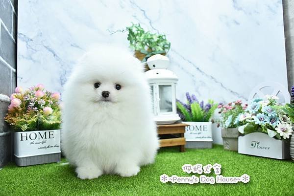 2025/1/27出生的博美幼犬已售