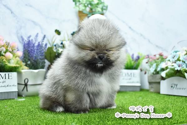2025/2/17出生的博美幼犬