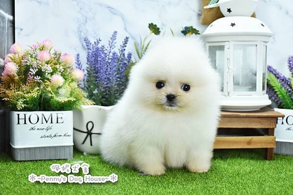 2025/2/17出生的博美幼犬
