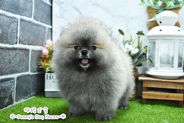 2025/2/22出生的博美幼犬