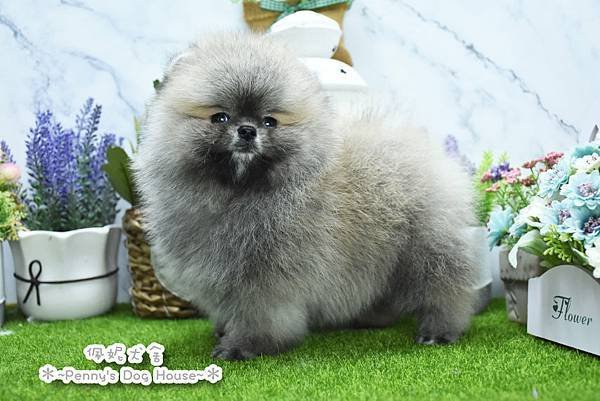 2025/2/22出生的博美幼犬