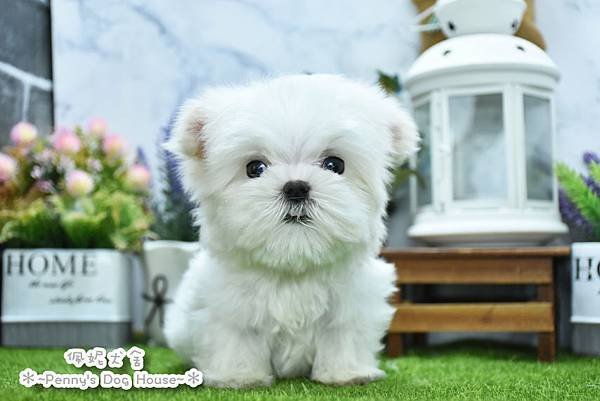 2025/2/5出生的瑪爾濟斯幼犬已售
