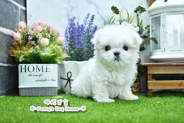 2025/3/7出生的瑪爾濟斯幼犬已售