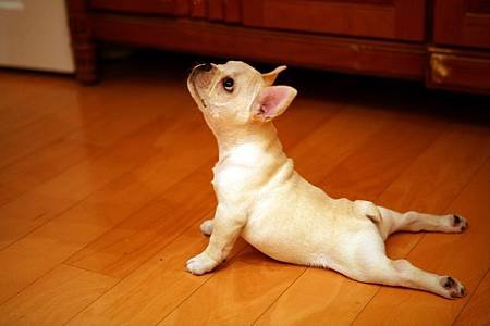 cute-dog-funny-yoga-Favim.com-356810