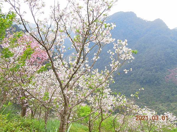 大熊櫻花林