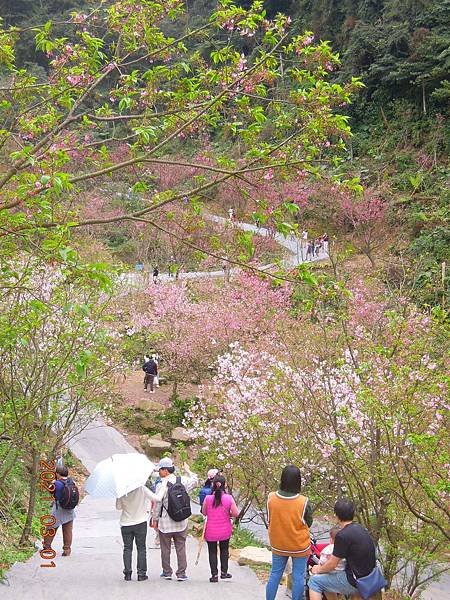 大熊櫻花林