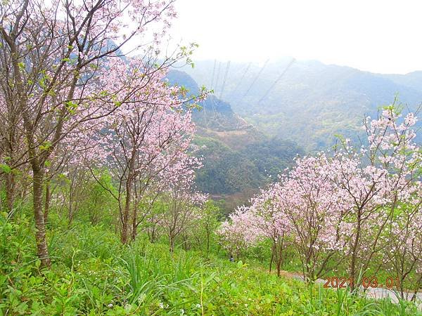 三峽大熊