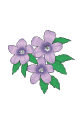 紫花.gif