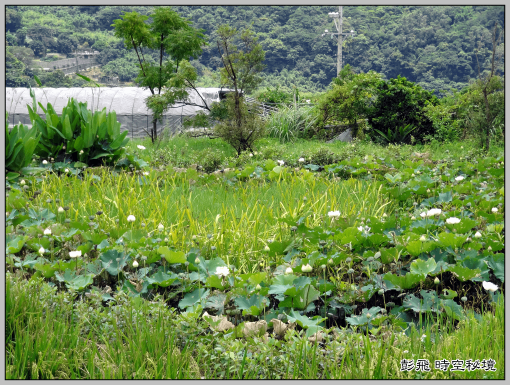 《台北小天梯》《白石湖吊橋》【台北‧內湖美景】