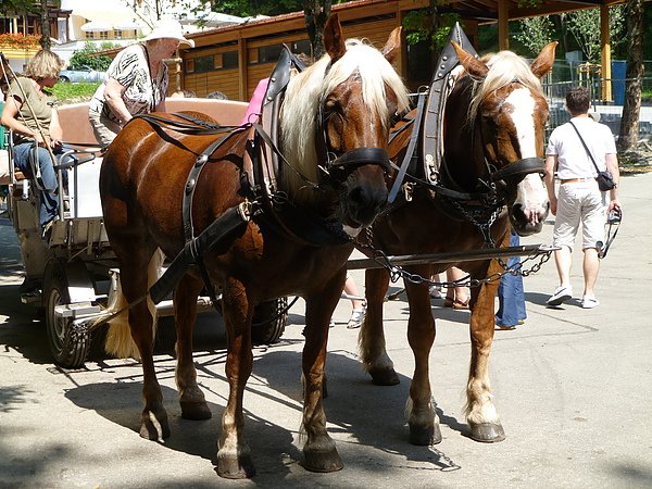 下山的馬車
