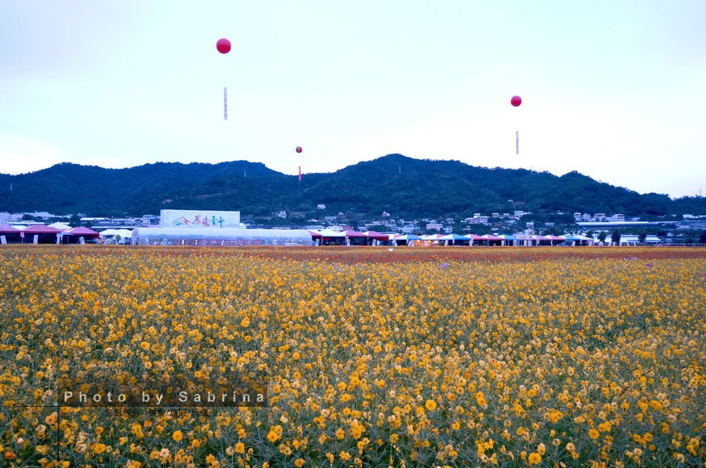 10.2014新社花海-波斯菊