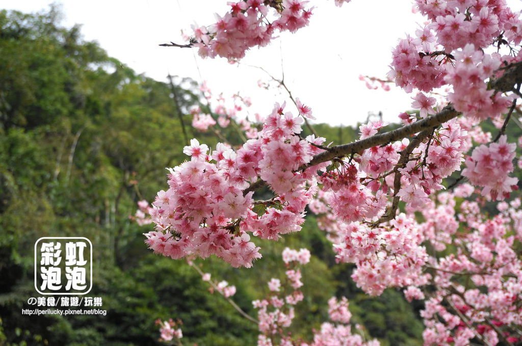 5.和雅谷餐廳-櫻花.jpg