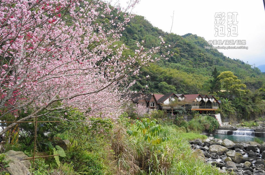 3.和雅谷餐廳-櫻花.jpg