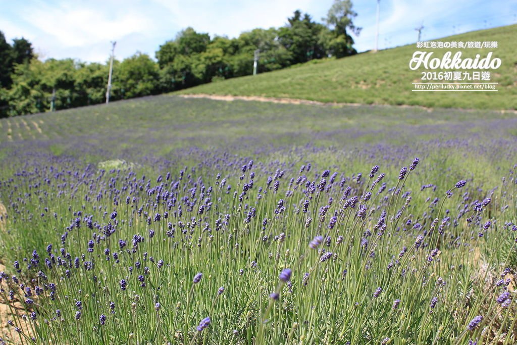 5北星山町營薰衣草花園.jpg