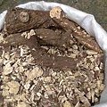 soapwort root