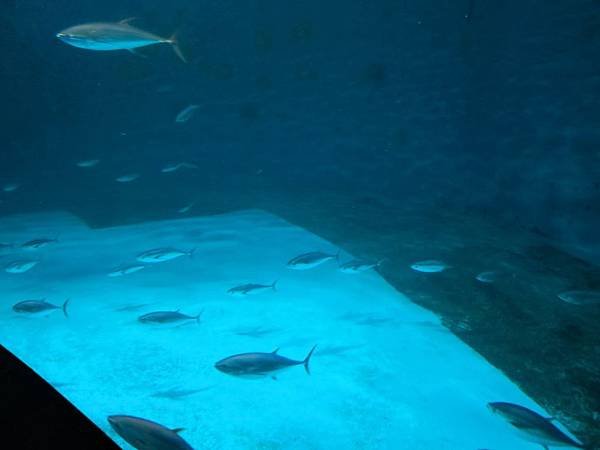 IMG_0602.jpg