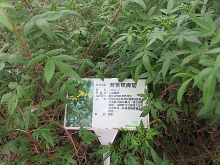 香草菲菲 (4).JPG