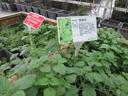 香草菲菲 (5).JPG
