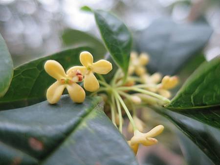 香草菲菲 (14).JPG
